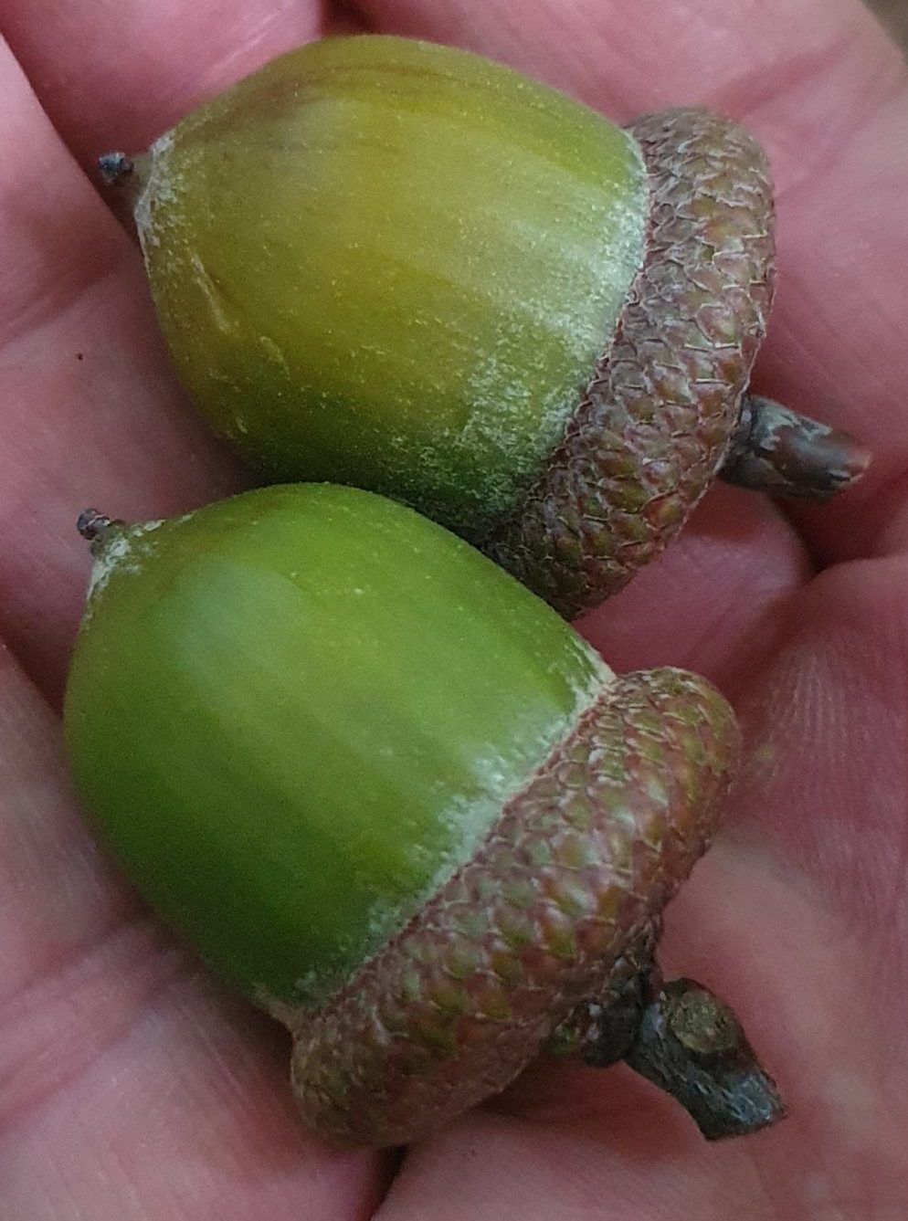 test.foxhosting.org @die zwei Eicheln